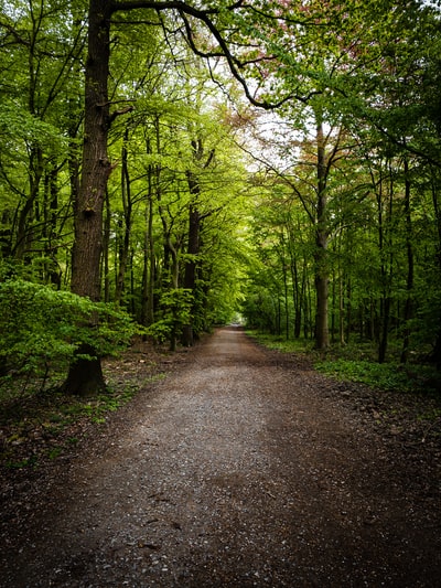 Grey channel between the green trees during the day
